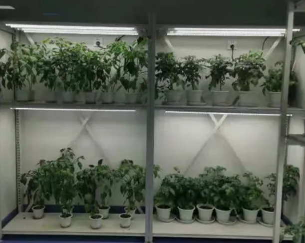 植物病理研究室