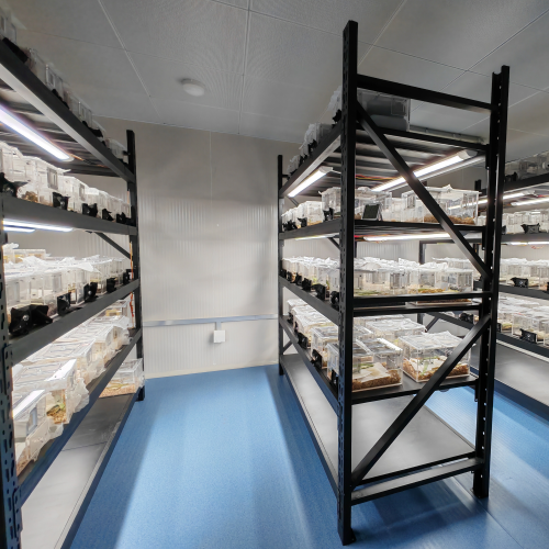 养虫室（昆虫培养室）